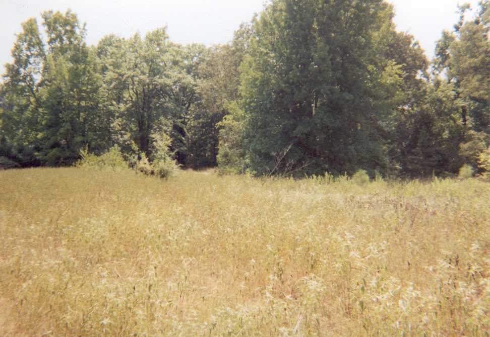 The Meadow